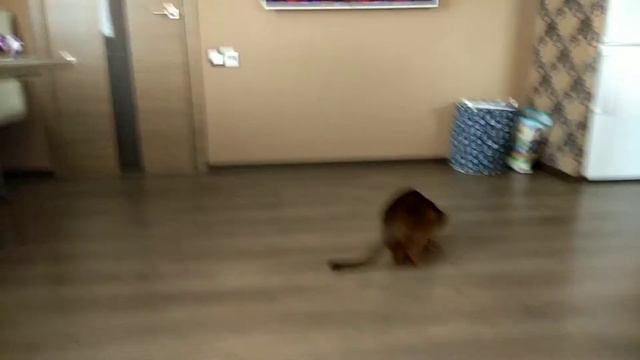 Абиссинец ест зелёный горошек смотреть онлайн