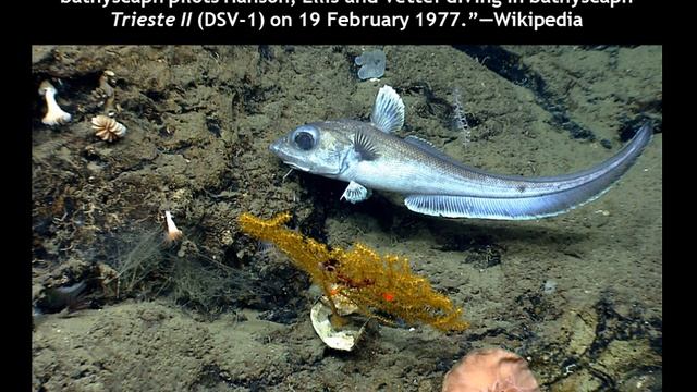 "30,000 Leagues Undersea:" Whalefall смотреть онлайн