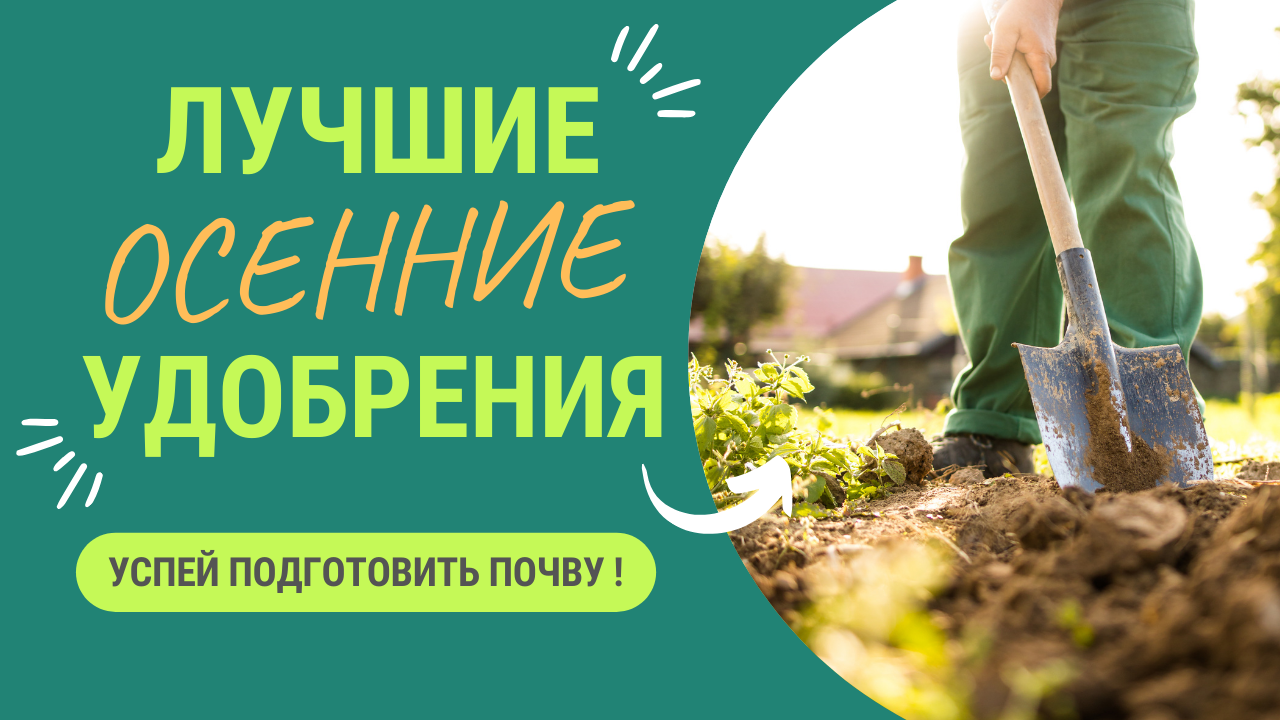 ЛУЧШИЕ ОСЕННИЕ УДОБРЕНИЯ - УСПЕЙТЕ ВНЕСТИ ИХ В ПОЧВУ ПРЯМО СЕЙЧАС! смотреть онлайн