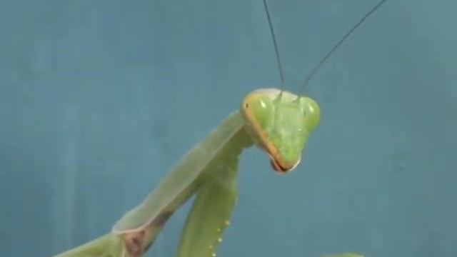 Богомол во всей красе