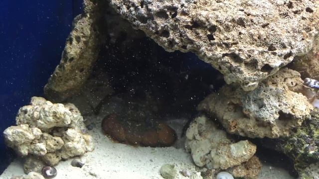 Pet lobster смотреть онлайн