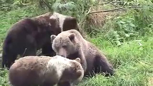 Bears Kodiak Alaska смотреть онлайн