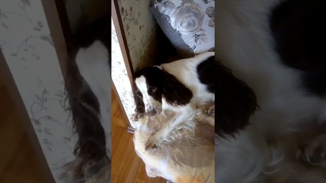БЭЛЛА. РУССКИЙ ОХОТНИЧИЙ СПАНИЕЛЬ смотреть онлайн