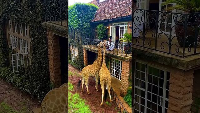 Южная Африка Пингвины Сафари #отдых #путешествия #2024 #travel #туризм смотреть онлайн