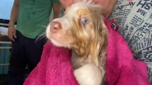 Банный день у щенков АУССИ//с#американскийбулли #джекрасселтерьер #аусси #кроличьятакса