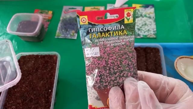 Посев лобелии, кермека(лимониум) и гипсофилы Галактика. смотреть онлайн