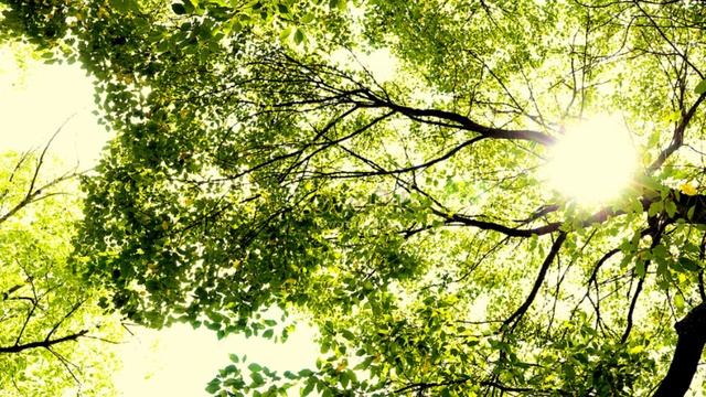 МИРОТВОРЦЫ