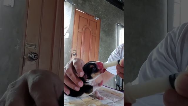 Feeding newborn puppy using syringe смотреть онлайн