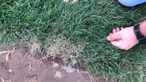 Мятлик или овсяница, разница только в декоративности? Ответ тут!