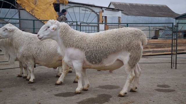 Бараны Белого Дорпера.  The White Dorper Rams. #белый_дорпер #георгиевскийдорпер #dorper #ram