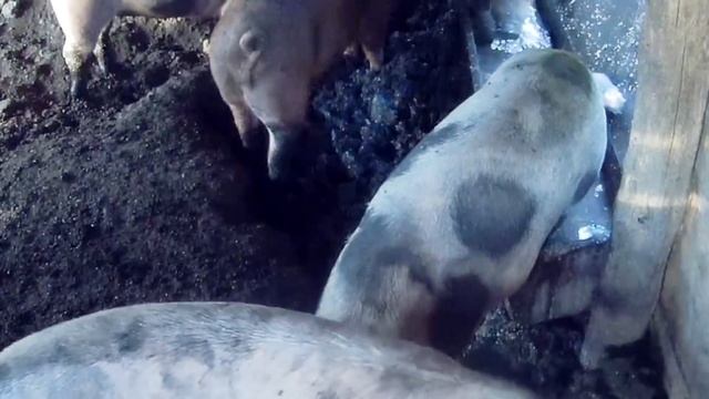 НЕ ЗАВОДИТЕ ТАКУЮ ПОРОДУ СВИНЕЙ, ЕСЛИ НЕ ЛЮБИТЕ ЖИРНОЕ МЯСО!ТЕПЕРЬ МЫ РАЗВОДИМ ДЮРКОВ смотреть онлайн