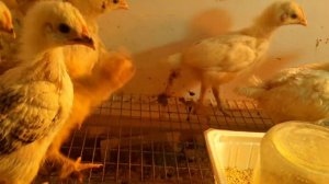 Цыплятам 18 дней! Есть проблемы, но мы решаем! Новый эксперимент!