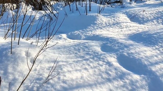 охота на ВОЛКОВ с флажками. обложили СТАЮ. Я НА НОМЕРЕ. смотреть онлайн