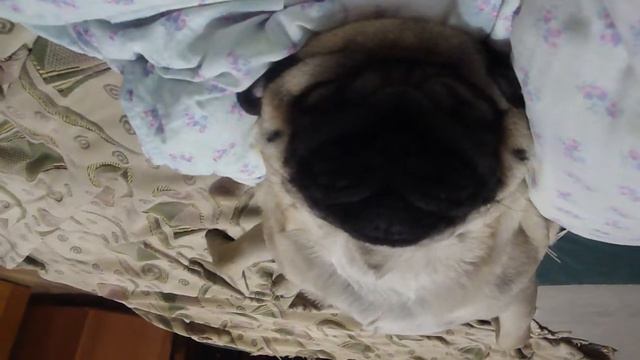 Четвертый сон Винченцо Ван-дер-Мопса смотреть онлайн