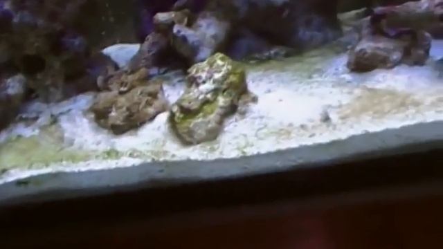 saltwater aquarium update смотреть онлайн