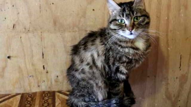 "Жалко денег на корм": хозяева вернули кошку в приют, потому что не хотели тратить на нее деньги смотреть онлайн