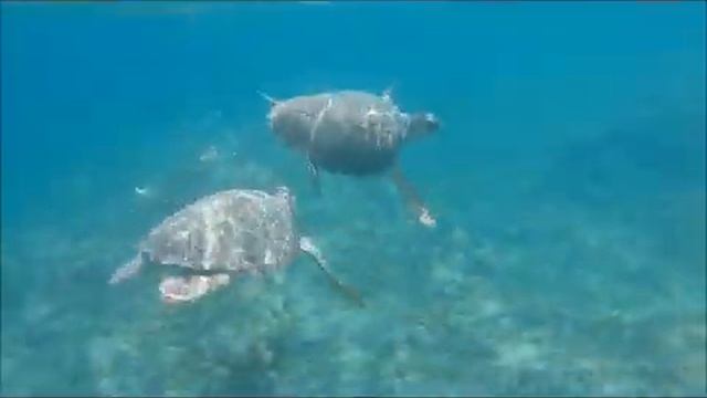 Zakynthos (Greece)- Agios Sostis - Cameo Island - August 2020 смотреть онлайн