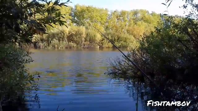 Ведро карася за 4 часа.Рыбалка в Тамбовской области. смотреть онлайн