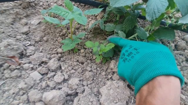 Малина Ноокат 2023 смотреть онлайн