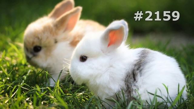 #2159. Кролики и зайцы (В мире животных) смотреть онлайн