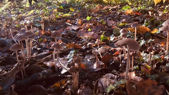 Shrooms ! смотреть онлайн