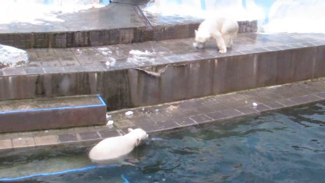 Медвежата поиграли со снегом и продолжают развлекаться 26.07.2019 смотреть онлайн