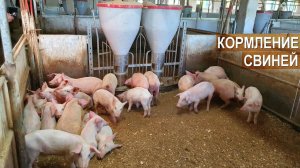 Кормление свиней. Фермер Павел Дергачёв