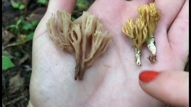 ЧЕМ ОТЛИЧАЮТСЯ РОГАТИКИ: Клавикорона крыночковидная и Рамария/Artomyces pyxidatus vs Ramaria смотреть онлайн