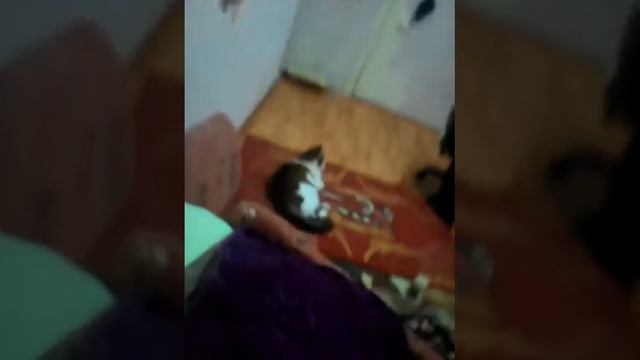 Следующее видео как сделать попкорн из гречки смотреть онлайн