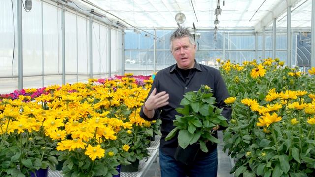 TeleCAST 2020 - Amarillo Gold Rudbeckia смотреть онлайн