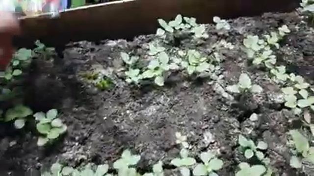 ЛЬВИНЫЙ зев ПРОПАДАЕТ. львиный зев пропадает что делать. видео.mp4