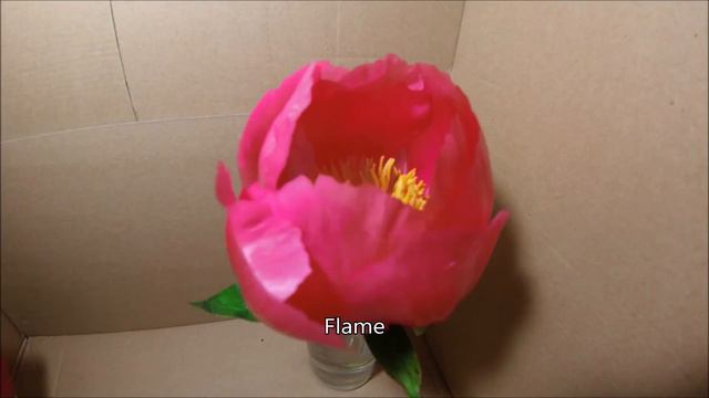 Time Lapse Blooming Peonies смотреть онлайн