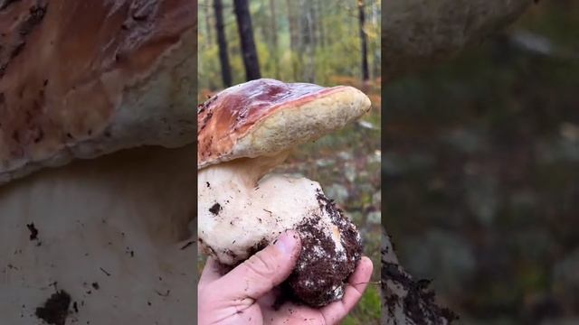 МОНСТР БОРОВИК ! Неожиданно но гриб оказался хороший ! смотреть онлайн