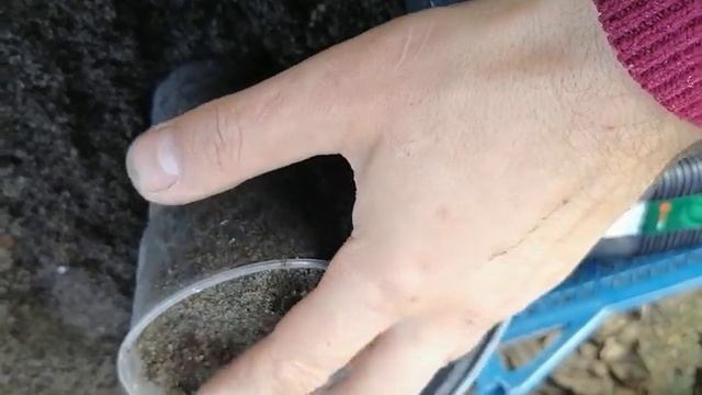 Выращивание Гинго Билоба из семян. Секреты, личный опыт.