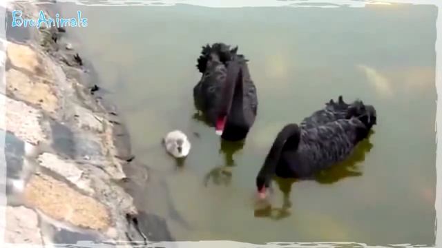 ОЧЕНЬ СМЕШНЫЕ ПТИЦЫ, приколы с птицами | Funny Birds #646 смотреть онлайн