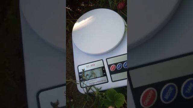 СОЗРЕЛА ЧЕРЕШНЯ ИПУТЬ! САРАТОВ 2021Г. смотреть онлайн