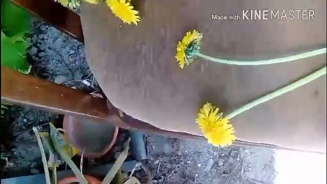 Как плести венки из одуванчиков смотреть онлайн