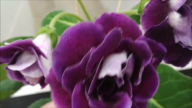 БОЛЬШОЕ 🌺 ЛЕТНЕЕ ЦВЕТЕНИЕ🌺 моих 🌺 ГЛОКСИНИЙ смотреть онлайн