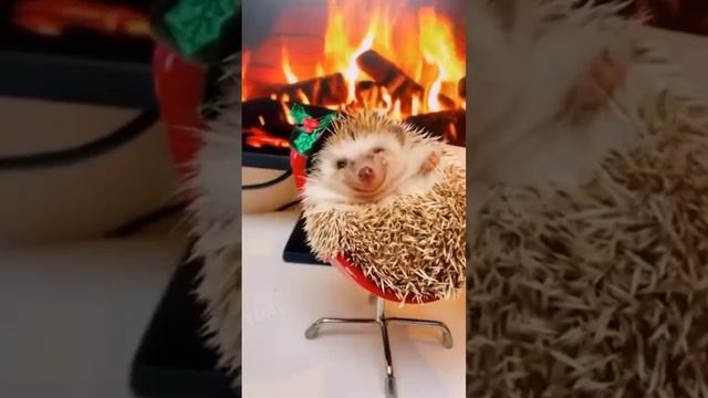 Приколы смотреть онлайн