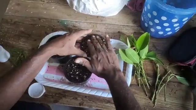Hibiscus cutting and ficus cutting Grow easy смотреть онлайн