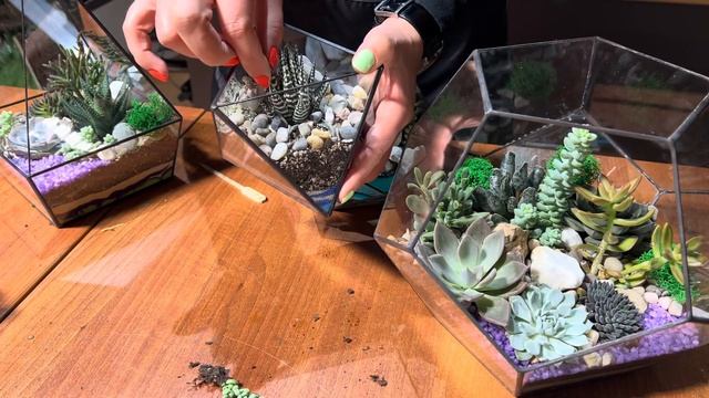 Полив флорариумов с суккулентами, подробно смотреть онлайн