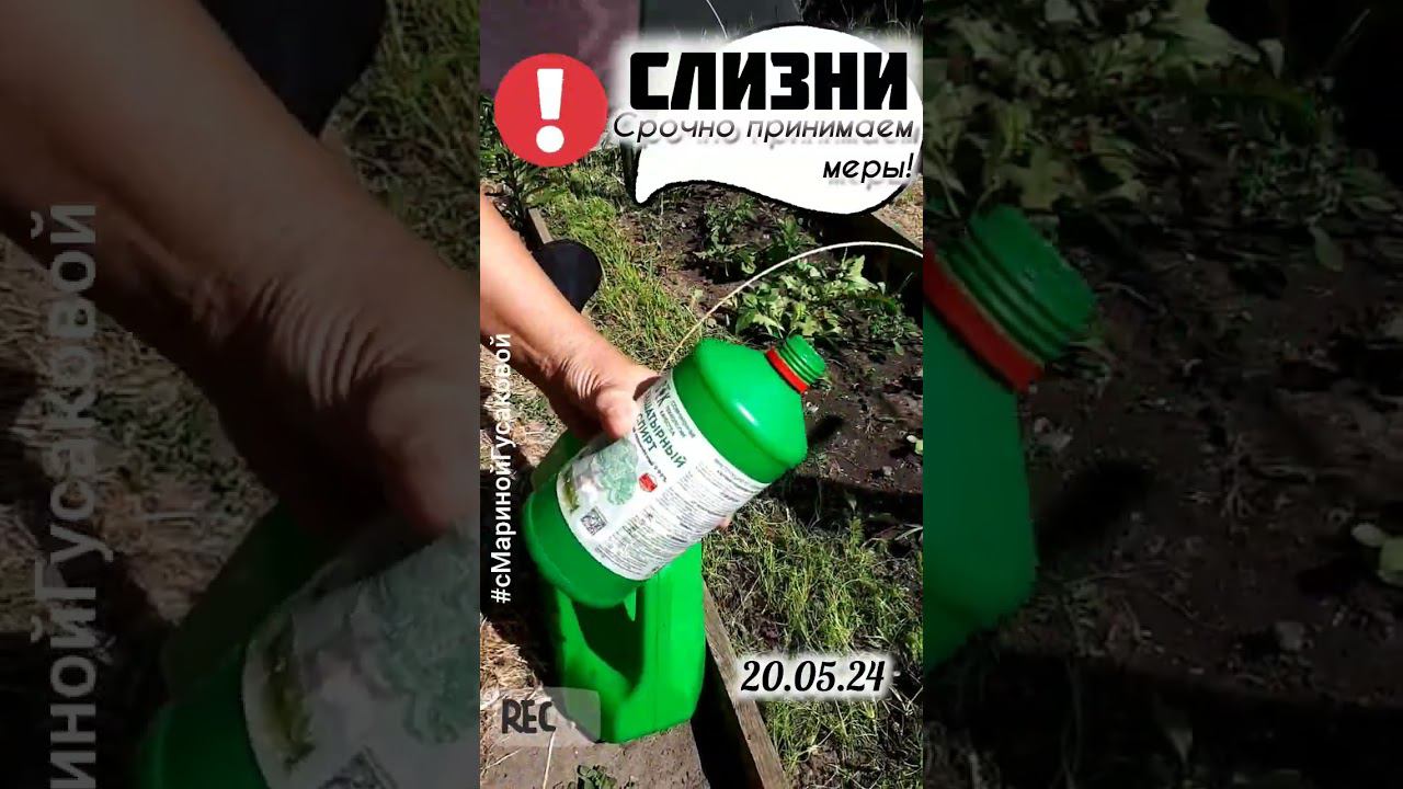 Как избавиться от СЛИЗНЕЙ без приманок и химии. Простой способ | с Мариной Гусаковой смотреть онлайн