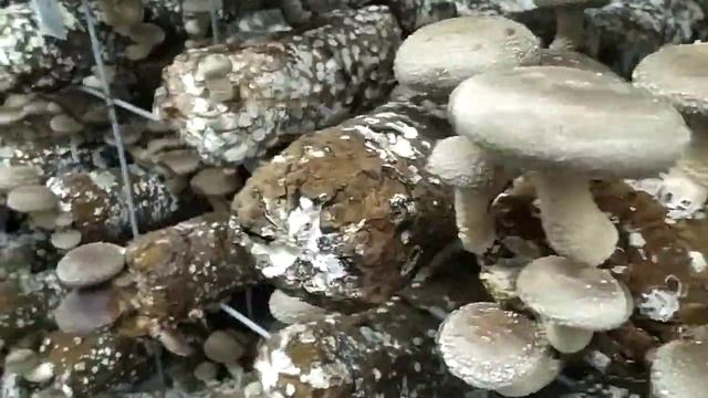 Шиитаке. Плодоношение. Проблемы климата ч.2 смотреть онлайн