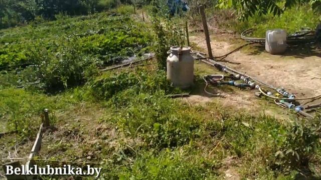 ?Кассеты. Саженцы. Клубника. ?Подкормка. ?Обработка. Belklubnika.by смотреть онлайн