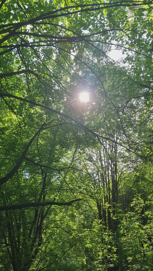 Песни соловья