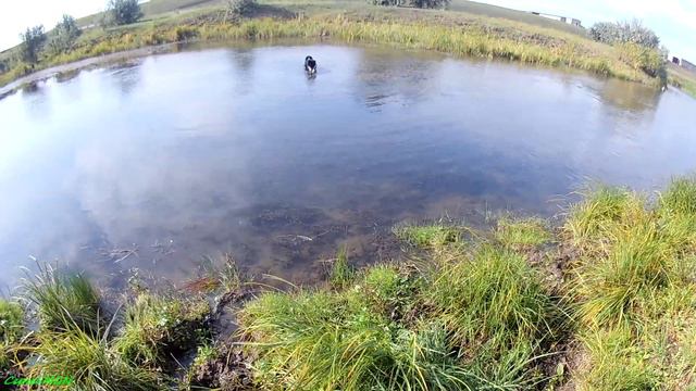 Охота на уток 2019-2 (Мр-155 и GEMINI). смотреть онлайн