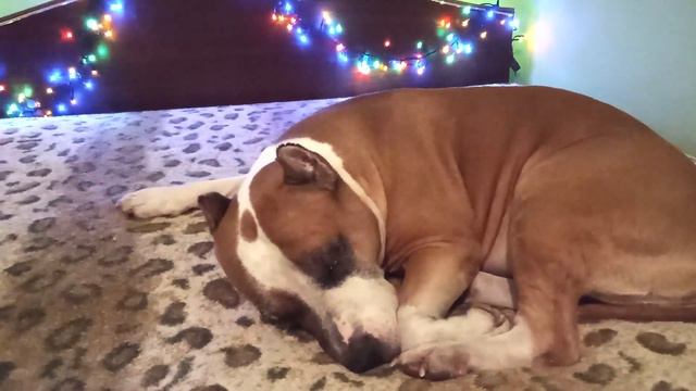 В какие игры любит играть амстафф какие игрушки стоит покупать смотреть онлайн