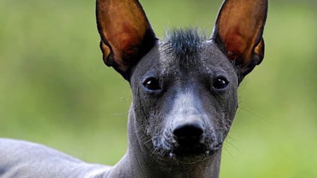 The 3,000 Year Old Xoloitzcuintli (Xolo) Dog Breed: Pictures, Size, Pros & Cons, Health Issues смотреть онлайн