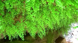 Голубая дача. Макопсе. Река Неожиданная. Заброшенная плотина.