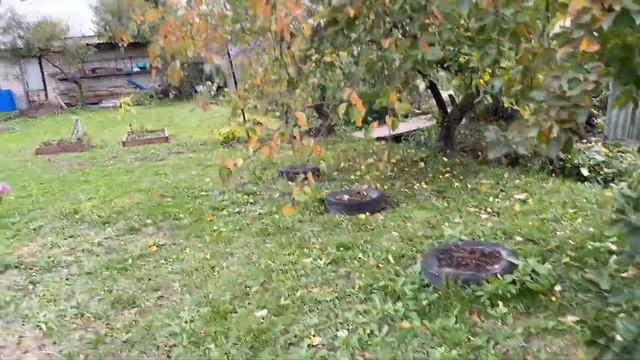 Готовлю блины с мясом, едем за арбузом, глупые курицы, гуляем в лесу в Москве. смотреть онлайн